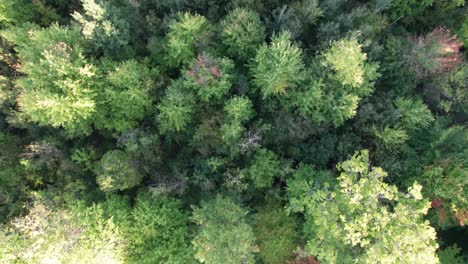 Aerial-drone-top-down-shot-over-town-houses-surrounded-by-forest-trees-during-evening-time