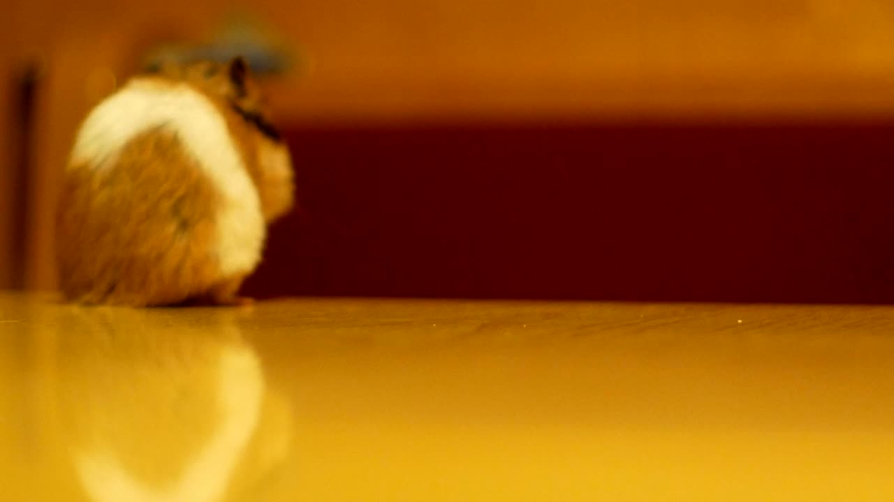 el hámster se vuelve libre en una mesa de madera