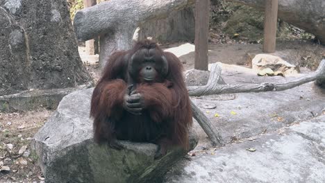 large orangutan monkey leader sits on gray rock and rests