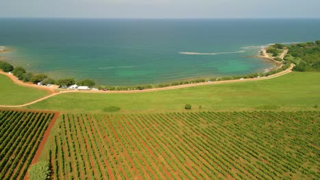 aerial view, with drone of a vineyard in croatia, with the turquoise blue sea in the background