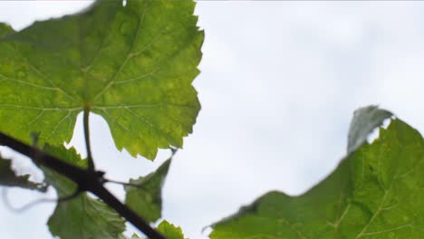 detail of wet vine leaves at vineyard in galicia