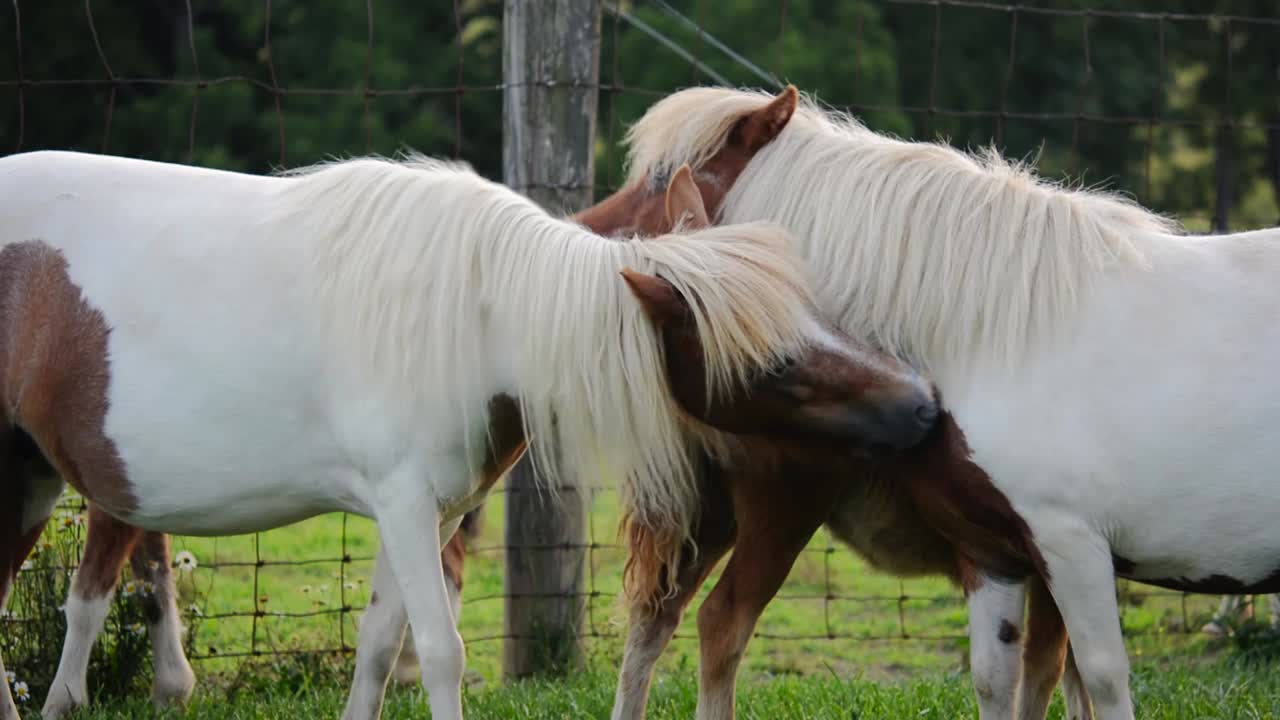 lindos caballos en miniatura marrones y blancos lamiéndose en el parque