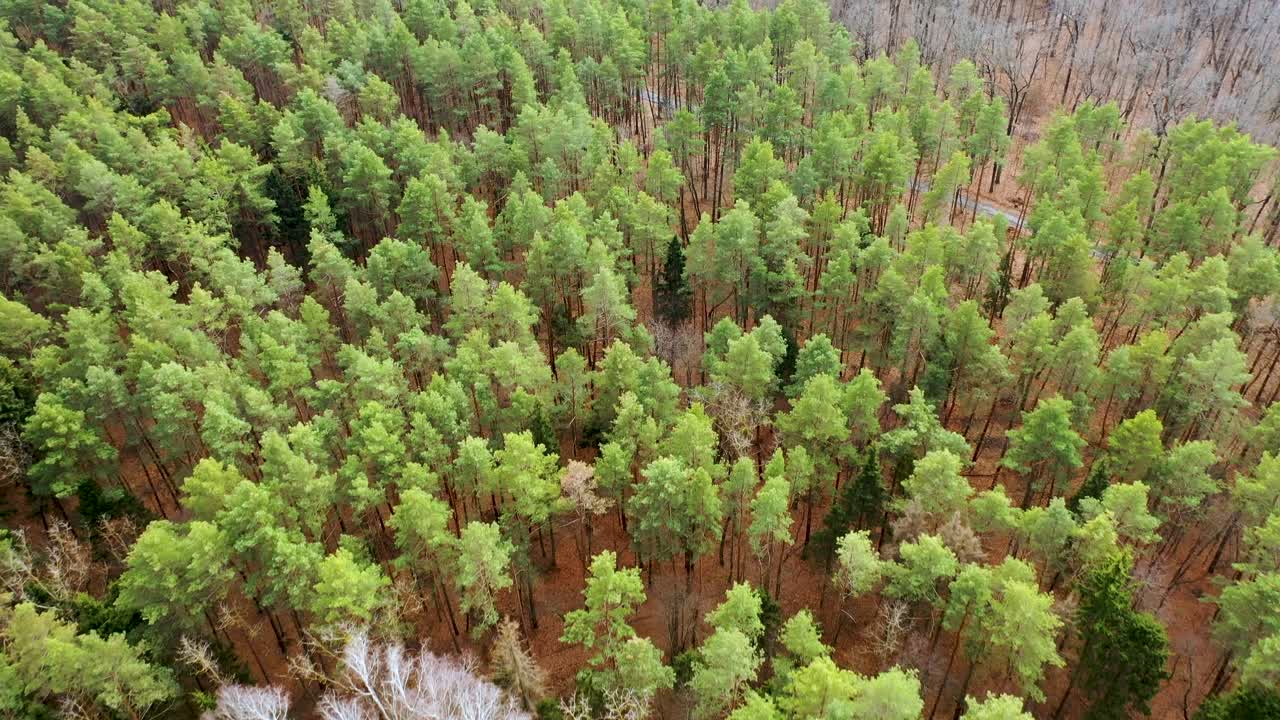 Autumn forest landscape drone footage. White birch trees without leaves among green pine trees