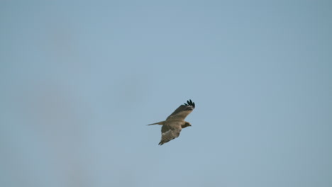 bird soaring in the blue sky and then flapping its wings in slow motion, wide shot