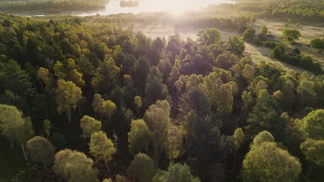 aerial drone footage rising above a green canopy of forest trees over peat bog, moorland and fields revealing a sunrise reflecting in loch kinord, at muir of dinnet national nature reserve, scotland