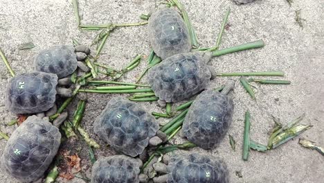 Eine-Gruppe-Kleiner-Galapagos-Schildkröten-Mit-Zahlen-Auf-Ihrem-Panzer-Knabbert-An-Grünen-Stielen