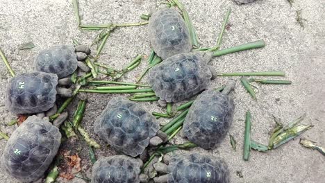 group of baby galapagos tortoises with numbers on their shells nibbling green stalks