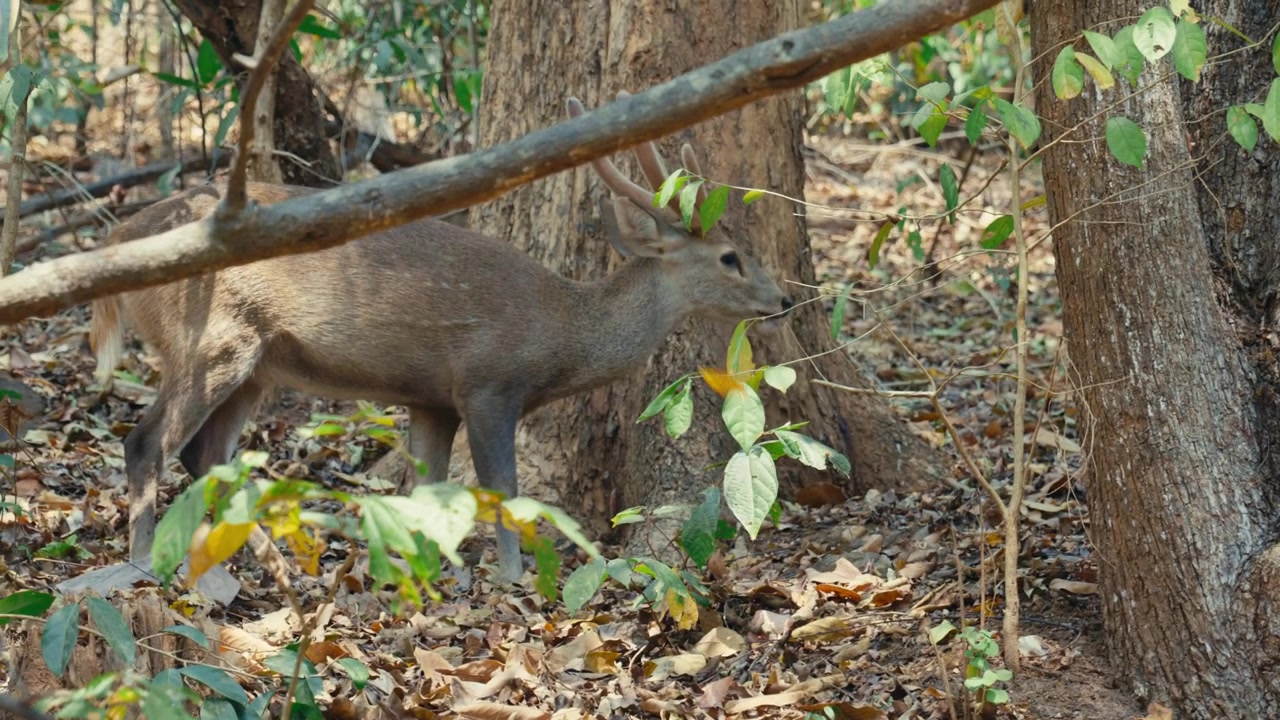 Inquadratura ampia di un piccolo gruppo di cervi porcini indiani al pascolo lungo il bordo di una strada sterrata polverosa e di una foresta collinare secca in un parco di conservazione della fauna selvatica a Chiang Mai, Thailandia del Nord