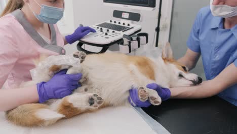 veterinarian team examines the corgi dog using ultrasound