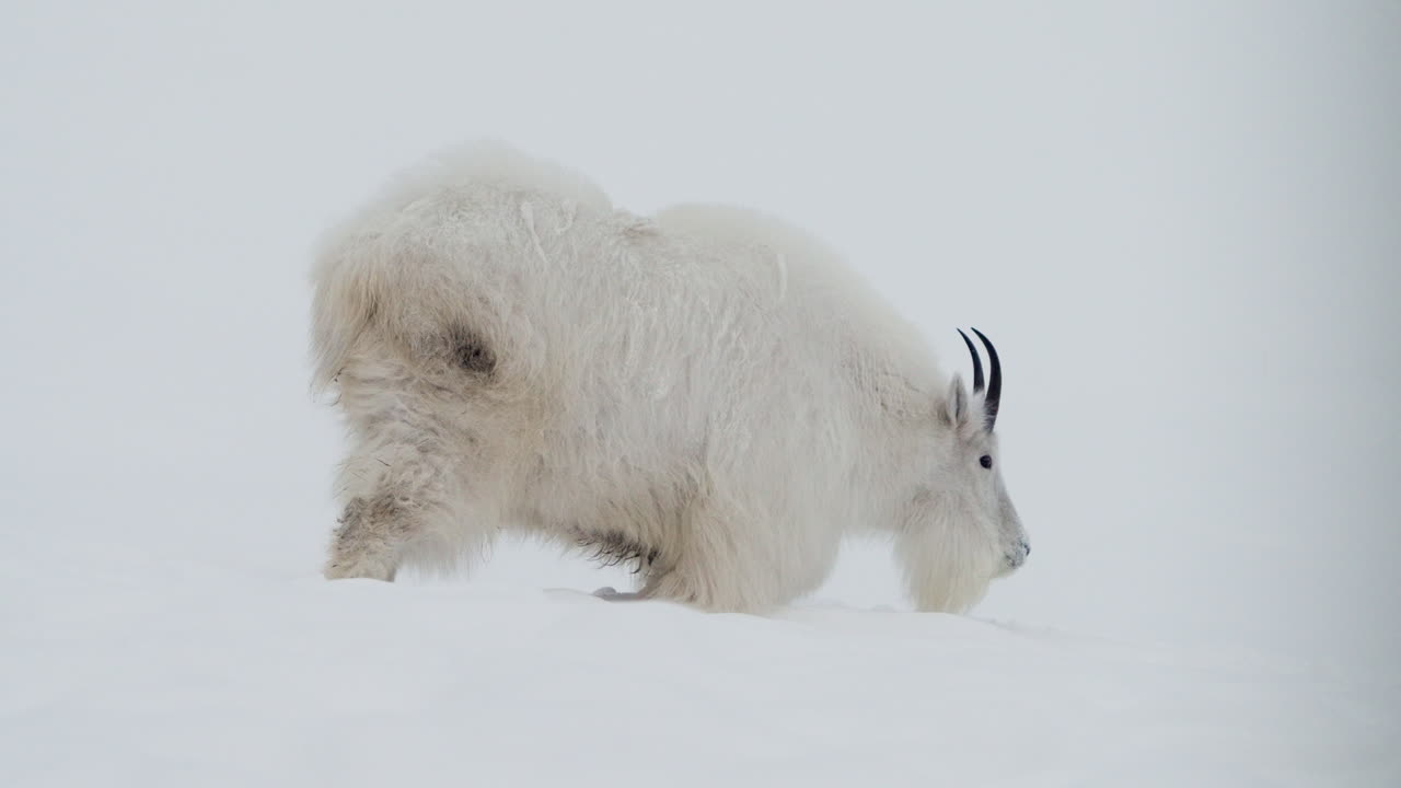 горная коза пасется в снегу в уайтхорсе, юкон, канада - широкий кадр