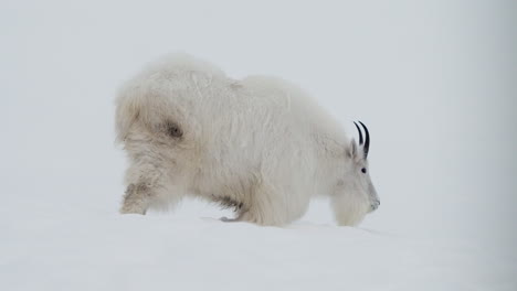 mountain goat grazing in the snow in whitehorse, yukon, canada - wide shot