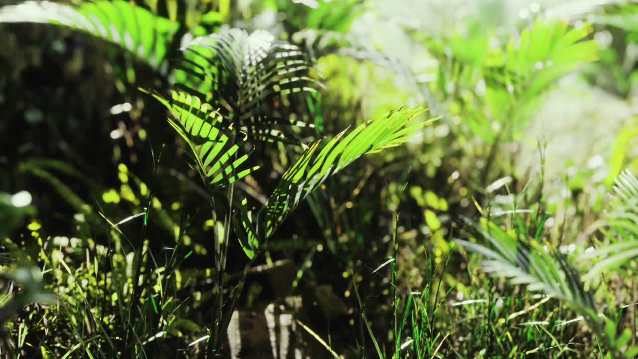 Lush green ferns in a vibrant forest ground during bright daylight