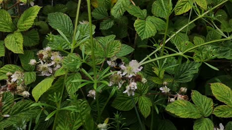 Bumblebees-pollinating-bramble-flowers,-close-up