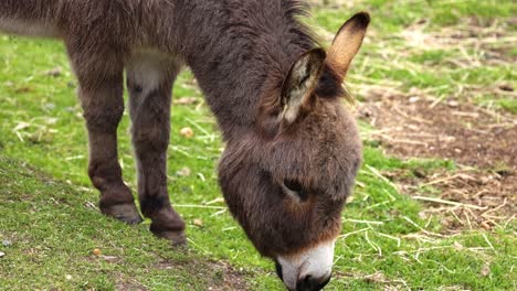 un burro pastando en el césped en el zoológico