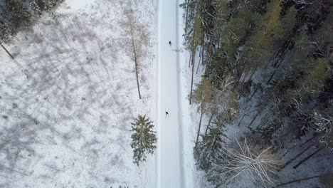 Aerial-birds-eye-static-shot-of-unrecognizable-skiers-skiing-on-snowy-road