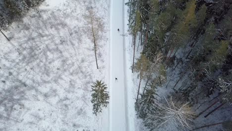 aerial birds eye static shot of unrecognizable skiers skiing on snowy road