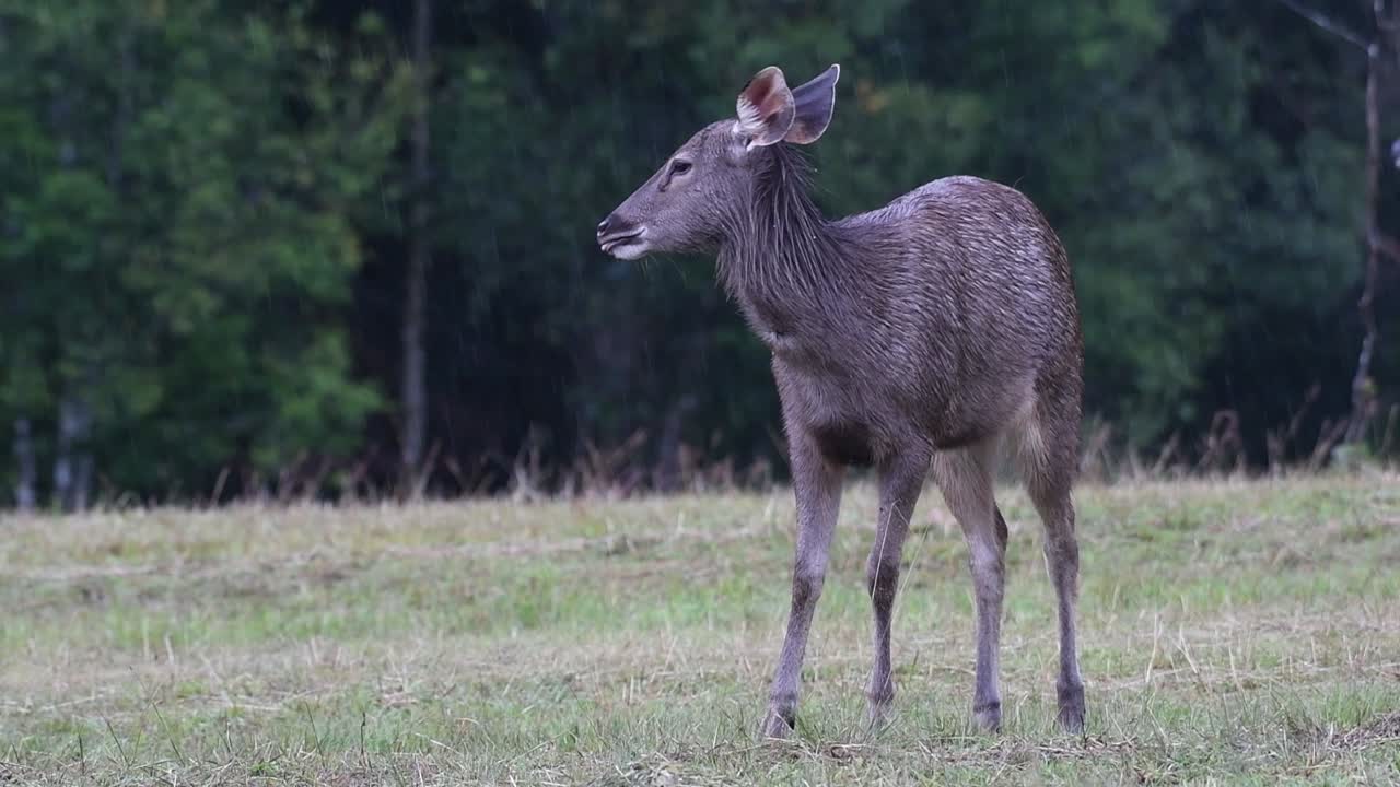 el ciervo sambar es una especie vulnerable debido a la pérdida de hábitat y la caza
