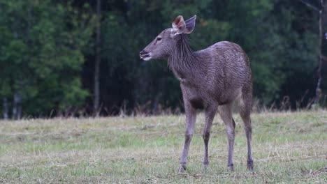 the sambar deer is a vulnerable species due to habitat loss and hunting