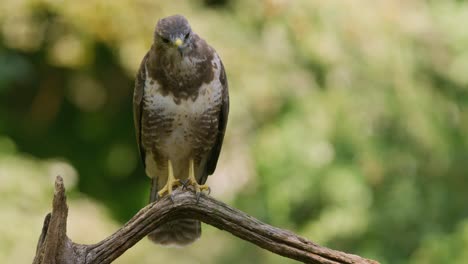 Mäusebussard,-Der-Auf-Einem-Gebogenen-Ast-Sitzt