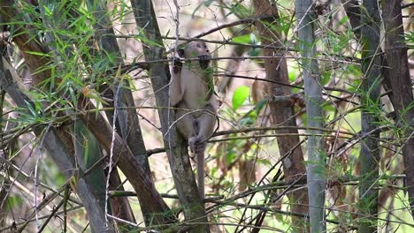 the long-tailed macaques are the easiest monkeys to find in thailand as they are present at temple complexes, national parks, and even villages and cities