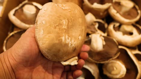 hand picking mushrooms from a market display