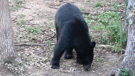 Un-Oso-Negro-Olfatea-Un-Suelo-De-Tierra-En-Un-Bosque-Zoológico