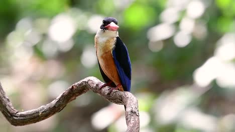 Der-Schwarzkopf-eisvogel-Hat-Einen-Bonbonartigen-Roten-Schnabel-Und-Eine-Schwarze-Kappe,-Die-In-Thailand-Und-Anderen-Asiatischen-Ländern-Zu-Finden-Ist