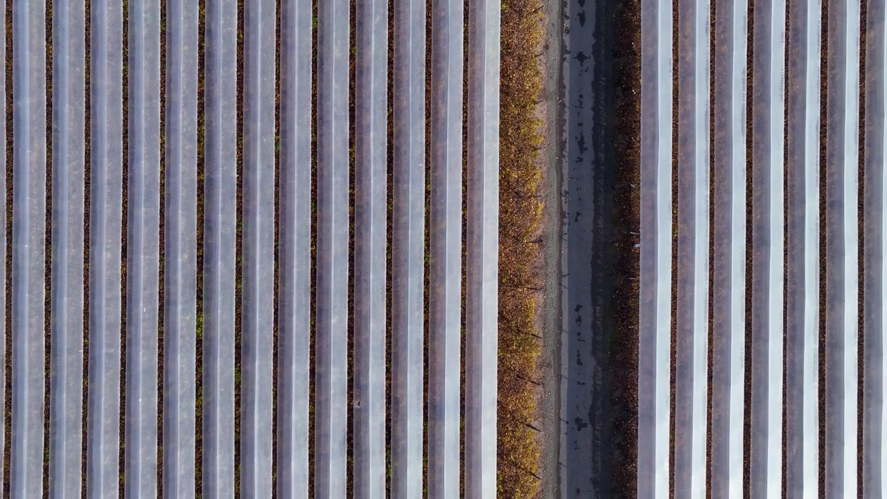 Vue aérienne ascendante au-dessus de rangées parallèles serrées de tunnels de serres en plastique, divisées par un étroit chemin de terre, révélant une végétation aux couleurs automnales le long des bords