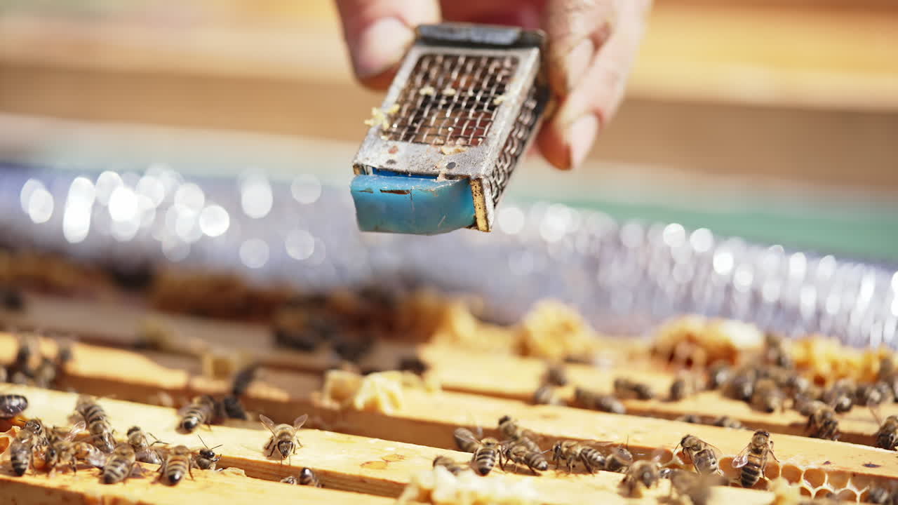 Working bees collecting yellow pollen. Bees family working on honeycomb in apiary