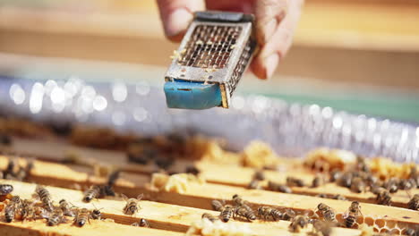 working bees collecting yellow pollen. bees family working on honeycomb in apiary