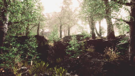 Fairy-tale-spooky-looking-woods-in-a-misty-day