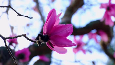 close up of beautiful pink flowers on tree at wellington botanic gardens in capital city of new zealand aotearoa