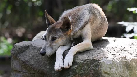 a dog relaxes and shifts positions on a stone