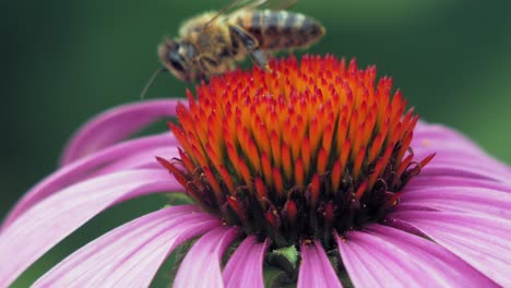 abeja melífera recolecta polen de una flor de cono púrpura y naranja