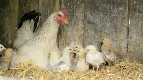 chickens baby mother chicken little chickens near the chicken chickens baby mother chicken little chickens near the chicken chicken on a poultry farm