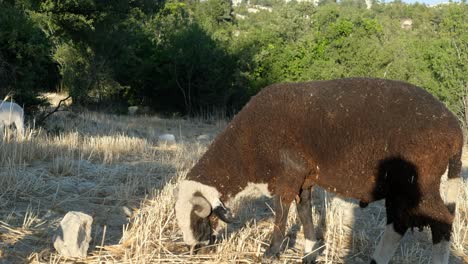 Landwirtschaft,-Mutterschafe-Grasen