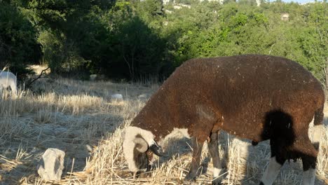 oveja de granja en pastoreo