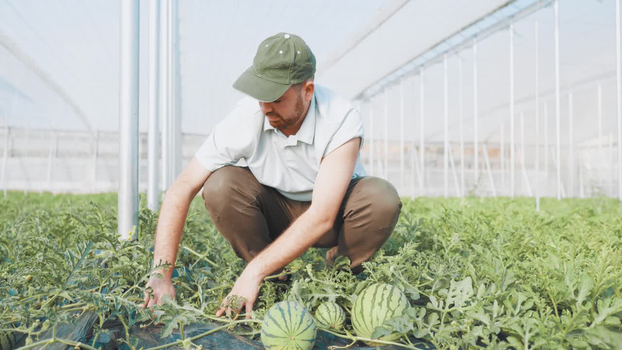 Farmer checking watermelon growth in greenhouse