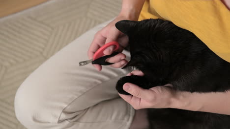 close up of an unrecognizable cat owner trimming her black cat's claws