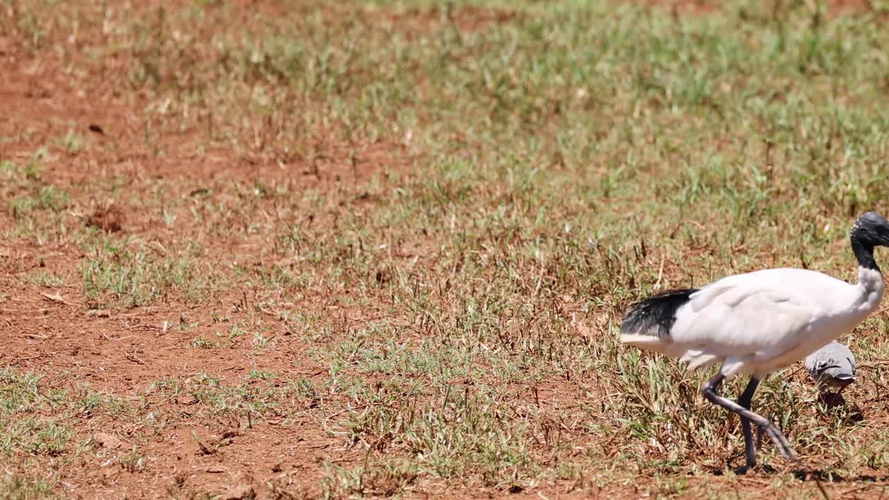 잔디에서 상호 작용하고 먹이를 찾는 새