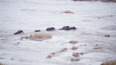 Familia-De-Elefantes-Africanos-Tratando-De-Cruzar-Un-Peligroso-Río-Ancho