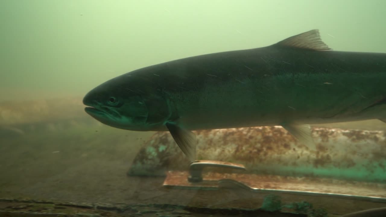 Wild Salmon viewing at the Bonneville Dam Fish Ladders in Oregon's Columbian River