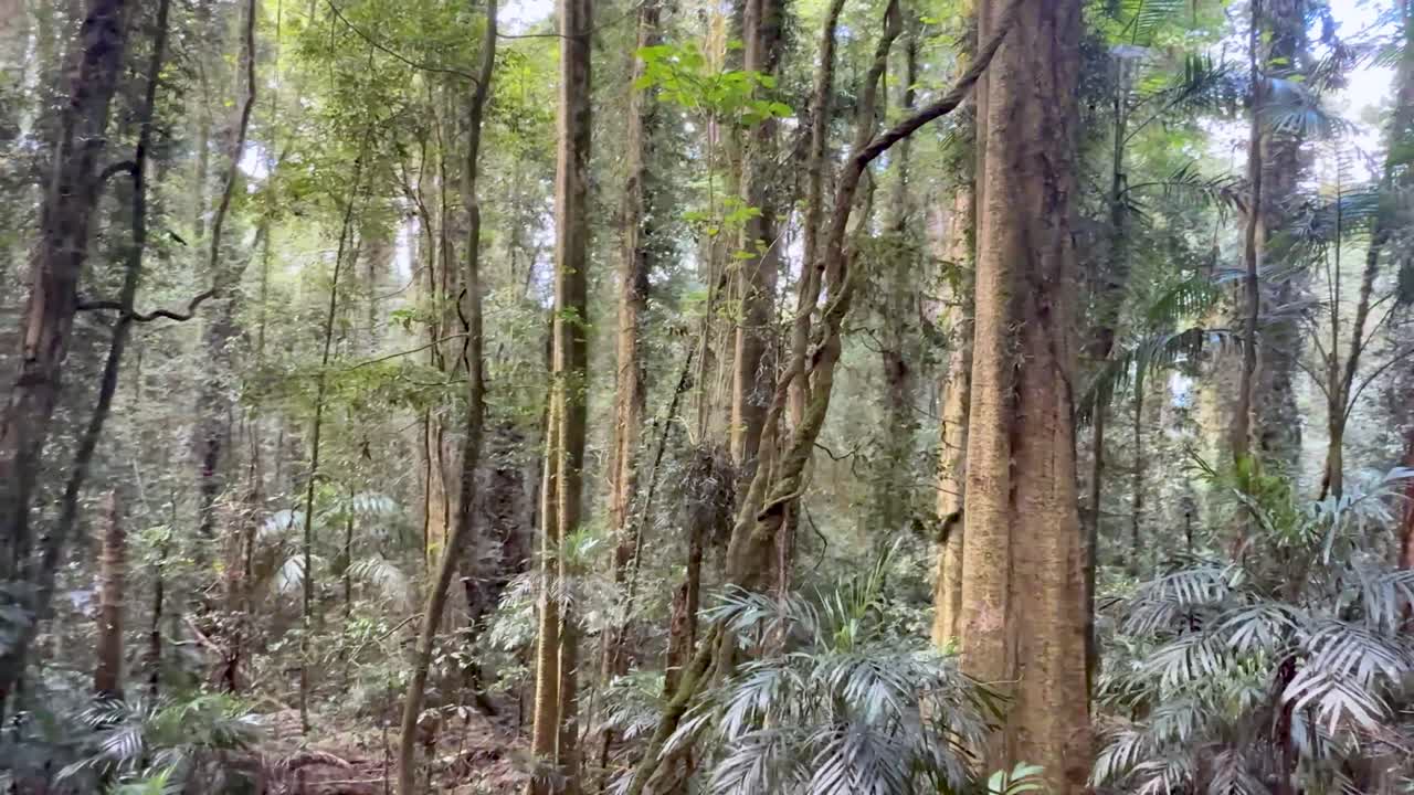 Handheld camera moves along dense forest trail, revealing tall trees and vibrant undergrowth in daylight