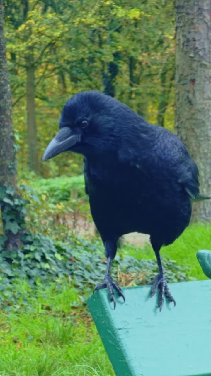 Primo piano verticale di un corvo nero appollaiato su una panchina verde del parco. L'uccello, dall'aspetto intelligente, guarda in basso, mettendo in mostra il suo piumaggio scuro e il becco affilato. Ideale per concetti di fauna selvatica e natura.