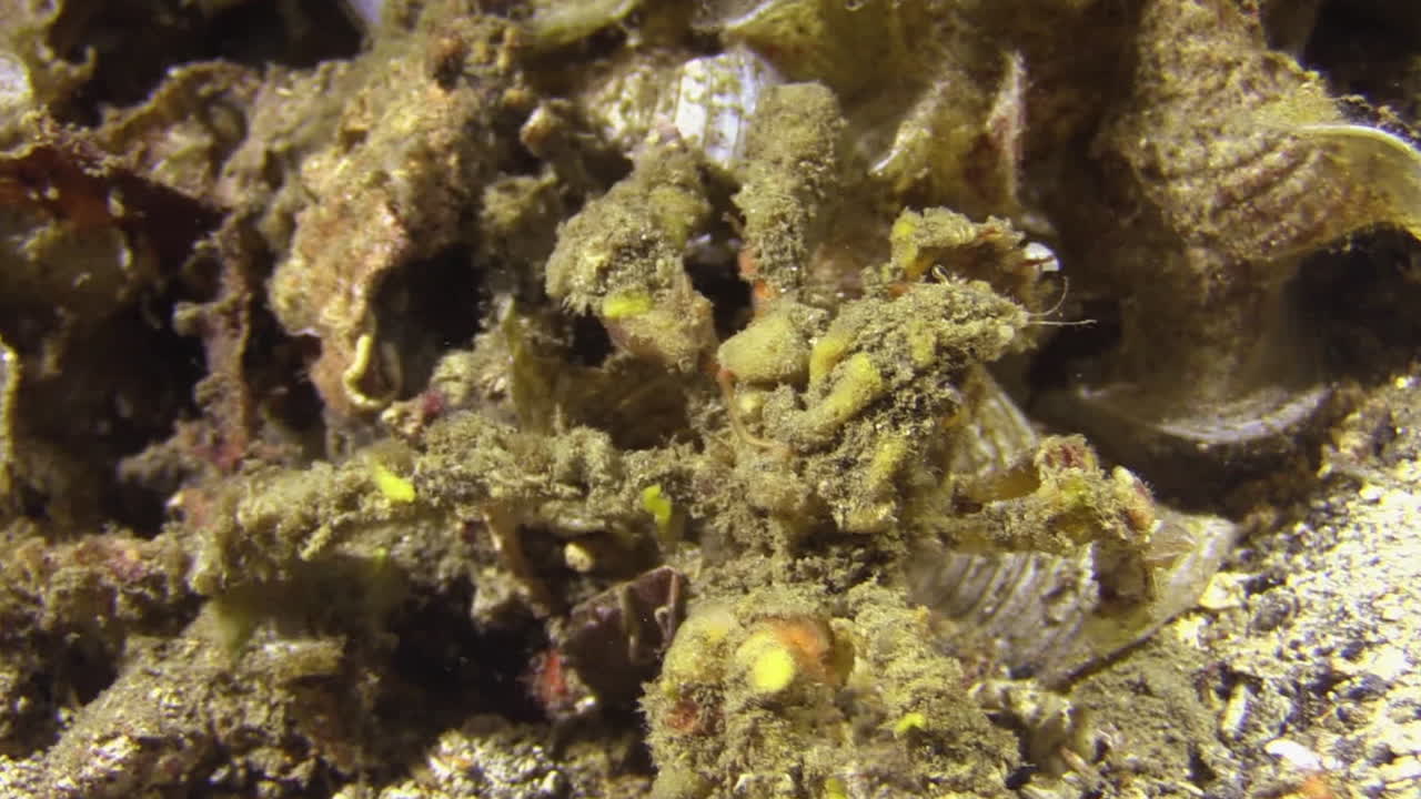 cangrejo decorador romo caminando sobre un campo de coral blando durante la noche