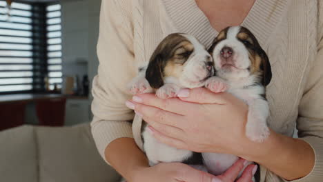 The-owner-holds-two-small-beagle-puppies-in-his-hands
