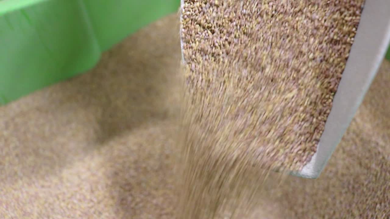 토양 건강에 관심이 있는 농부들에게 종자를 판매 및 수출하는 중소기업에서 판매하는 피복 작물로 사용되는 접종된 일반 알팔파 종자