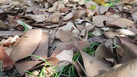 fallen leaves on the forest floor