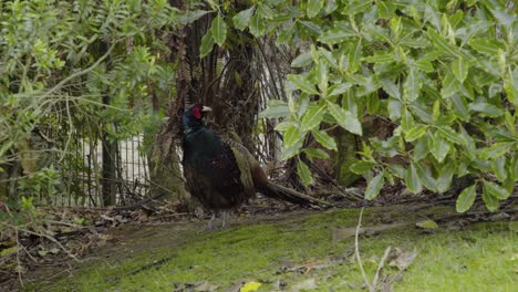 Eine-Aufnahme-Eines-Männlichen-Fasans,-Der-Unter-Einem-Baum-Steht