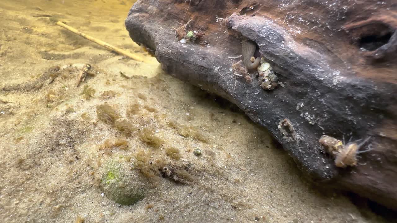 Leech Erpobdella octoculata on a piece of wood at the bottom of a stream. Estonia.